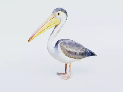 Pelican Free 3D model
