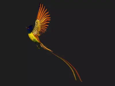 Pheasant Bird A1 Free 3D model