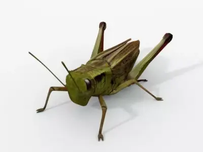 Grasshopper Low-poly 3D model