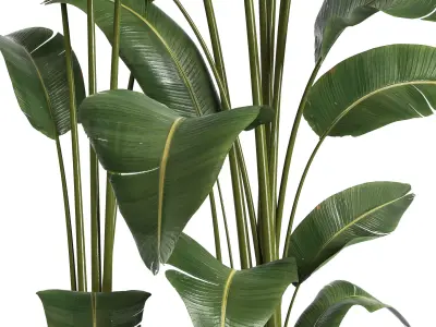 indoor plant 056 3D model