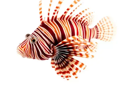 Vibrant Lionfish Aquatic model pack Low-poly 3D model