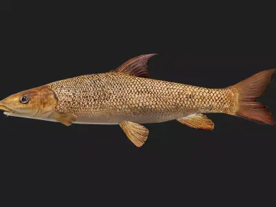 Barbel Low-poly 3D model