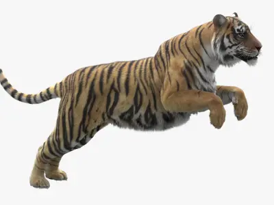 Tiger Rigged Maya 3D model purchase