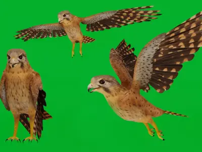 Eurasian Kestrel Falcon Bird Low-poly 3D model