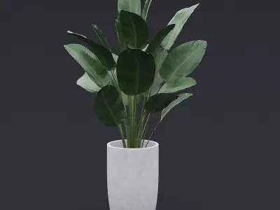 3D Bird Of Paradise II 3D model