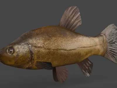 Tench Fish 3D model