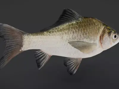 Realistic White Crucian Carp Animated 3D model