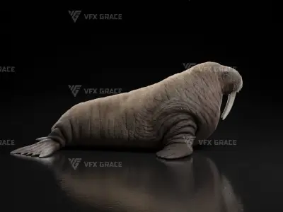 Walrus Animation - Blender 3D model