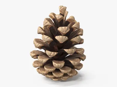 Opened Pine Cone Brown 3D model