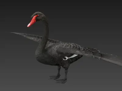  Swan  birds Low-poly 3D model