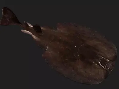 Skate Low-poly 3D model