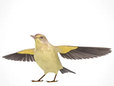 3D Bird Pack Palm Warbler Male and Female Low-poly 3D model