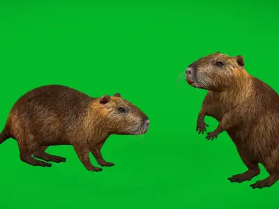 Nutria Coypu Rodent Free low-poly 3D model