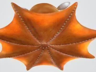 Flapjack octopus 3D model