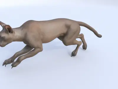Fossa 3D model