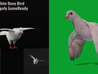 White-winged Dove Bird  Low-poly 3D model