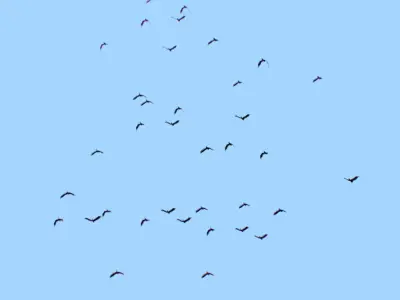 Flock Birds Animated Swarm Raven Shoal Flapper Starling Rook Low-poly 3D model