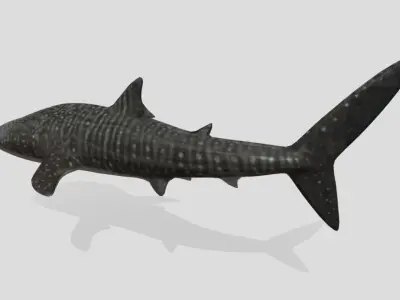Whale Shark  Animated Low-poly Low-poly 3D model