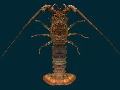 Realistic Lobster Animated 3D model
