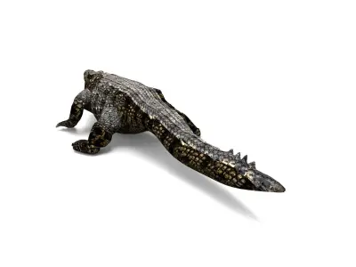 Crocodile 3D Model low poly alligator Low-poly 3D model