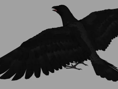 Crow Bird Dove 3D model