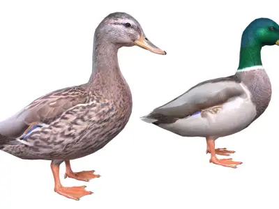 Mallard Duck Male-Female 3D model