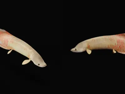 Arapaima Pirarucu Fish Low-poly 3D model