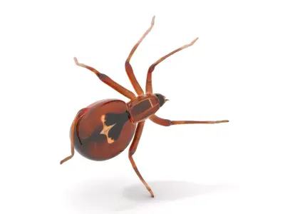 Brown Spider model pack Low-poly 3D model