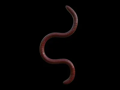 EARTHWORM worm Low-poly 3D model