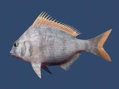 longspine porgy fish Low-poly 3D model