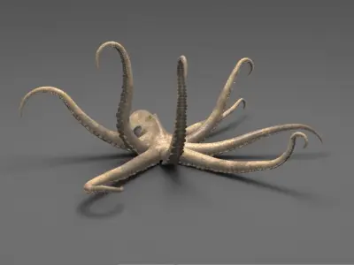 Octopus 3D model