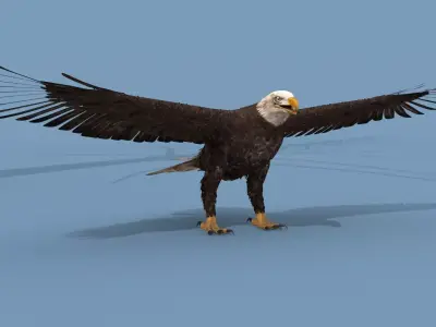 Pro Bald Eagle - 8k - 3d animated  3D model