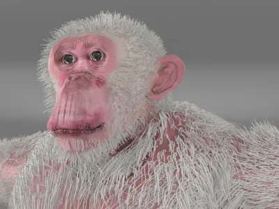 Albino Chimpanzee 3D model