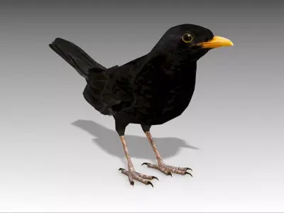 Blackbird bird Low-poly 3D model
