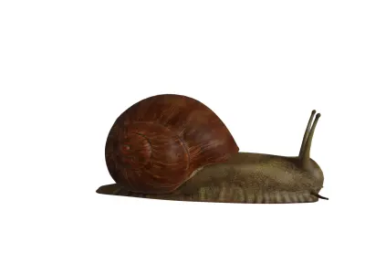 Garden Snail Low-poly 3D model