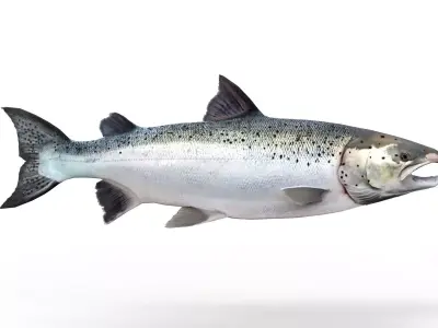 Salmon fish 3D model