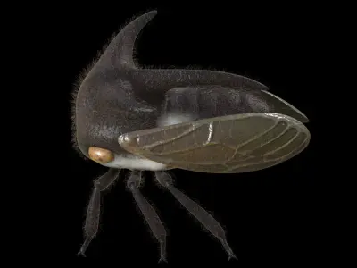 Treehopper bug with long legs and big eyes 3D model