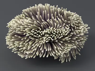 Actinia Anemone Collection 3D model