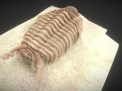 CYRTOMETOPUS CLAVIFRONS FOSSIL TRILOBYTE 3D model