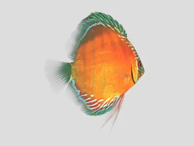  Alenquer Discus Fish Low-poly 3D model