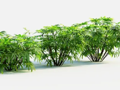 Chuniophoenix humilis c 3D model