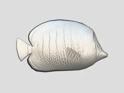 Butterflyfish Low-poly 3D model