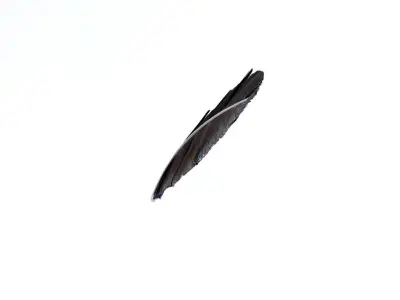 Crow Feather 3D model