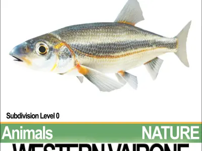 Western Vairone 3D model