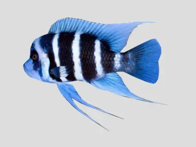 Frontosa Realistic Animated Low-poly 3D model