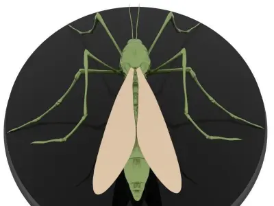 Mosquito aedes aegypti Low-poly 3D model