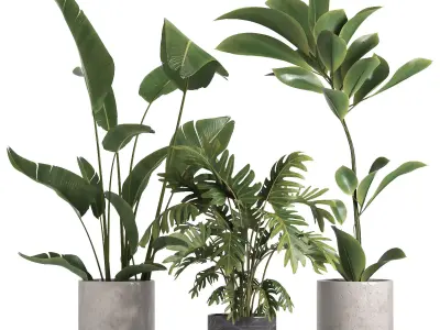 indoor plant 055 3D model