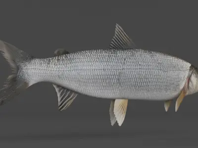 Whitefish 3D model