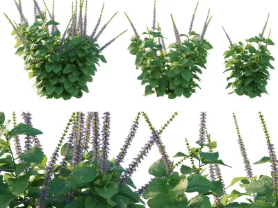 Plectranthus barbatus 3D model