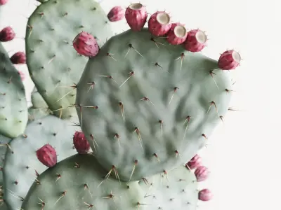 Opuntia In Concrete Planters. Cactus Set 3D model